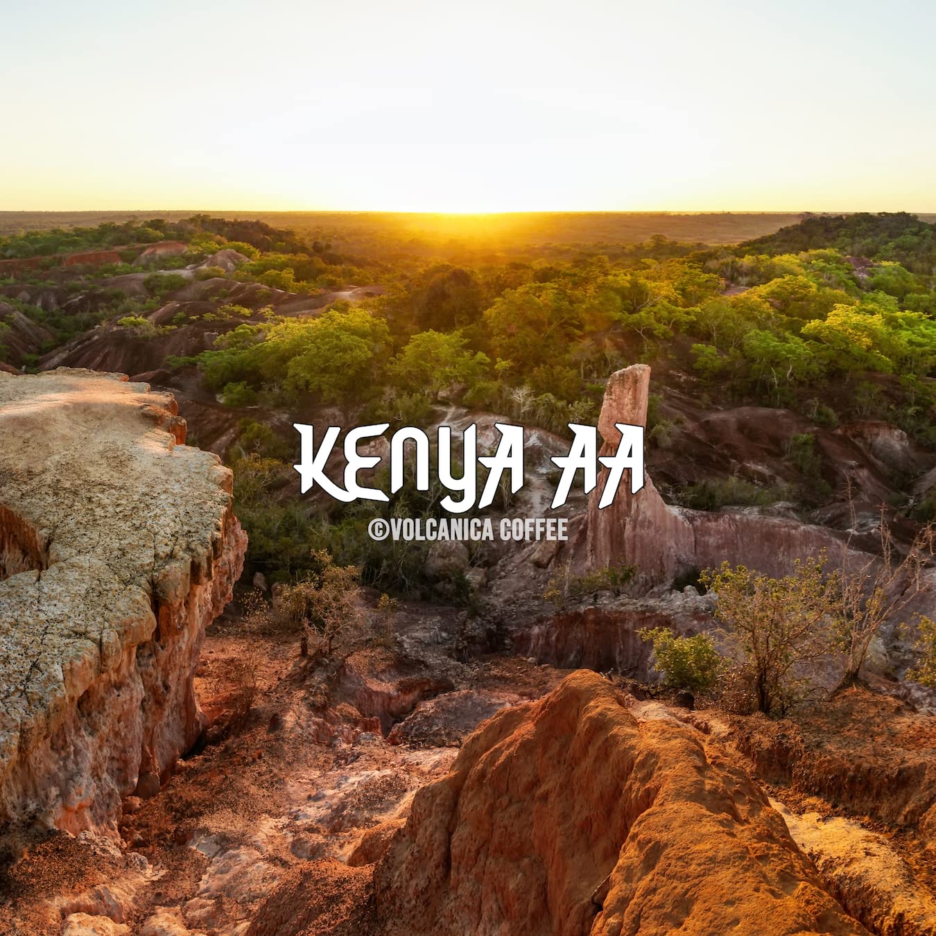 Kenya AA Coffee, 100% Pure, Whole Bean, Fresh Roasted, 16-ounce