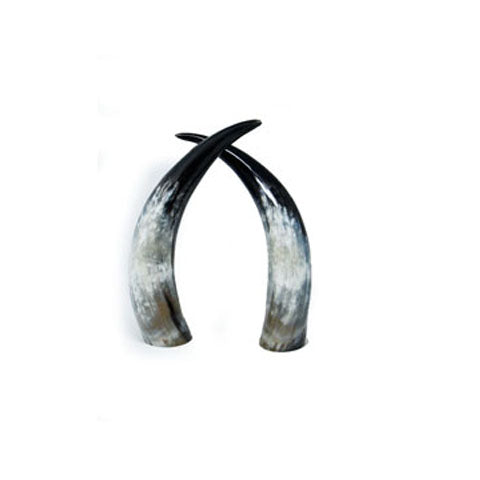 Ankole Horn 03-0
