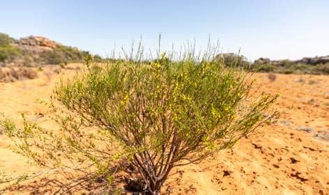 Alkebulan Tea Club Apple Cider Rooibos